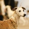 cariadwhippet